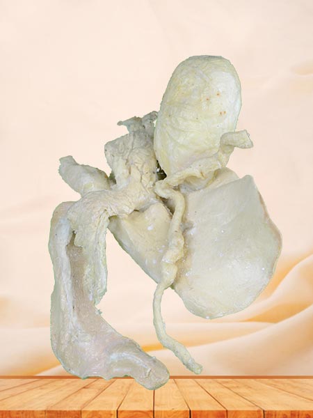 Liver biliary pancreas spleen duodenum of cattle plastinated specimen