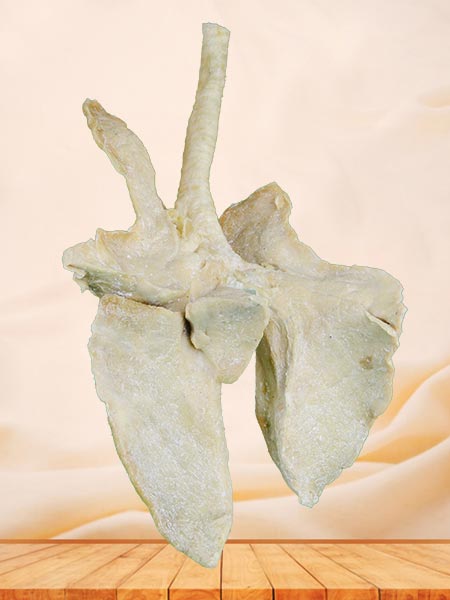 Lung of cattle plastinated specimen