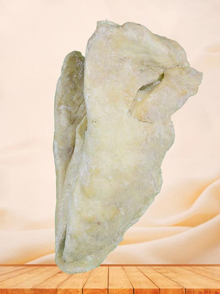 Lung of cattle plastinated specimen