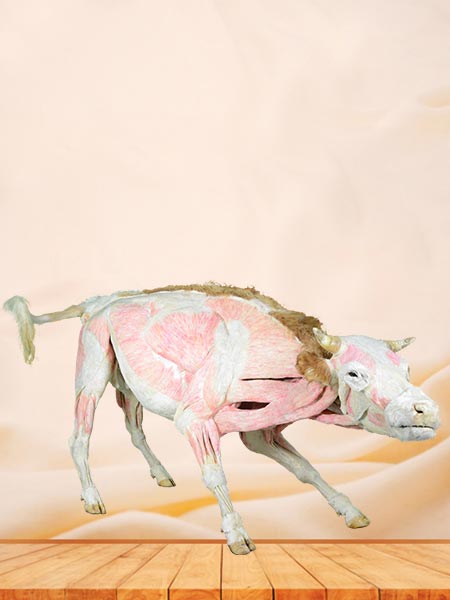 Cow plastinated specimen