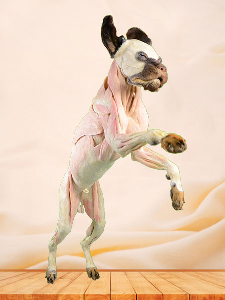 Dog Plastinated Specimen