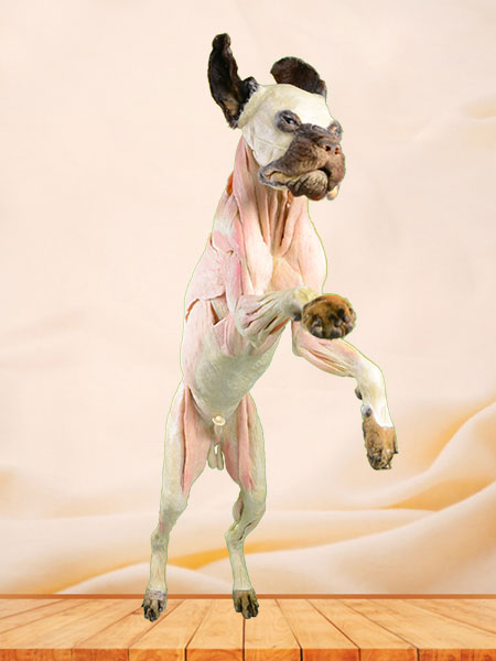 Dog Plastinated Specimen