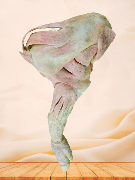 The foreleg muscle of pig plastinated specimen