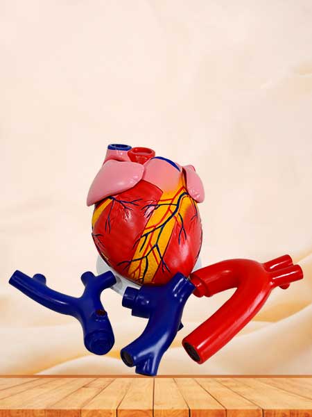 Human heart anatomy model