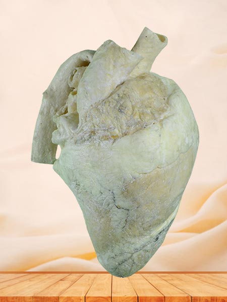 Heart of cow plastinated specimen