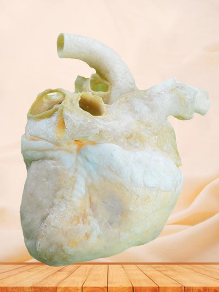 Heart of pig plastinated specimen