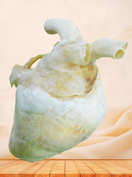 Heart of pig plastinated specimen