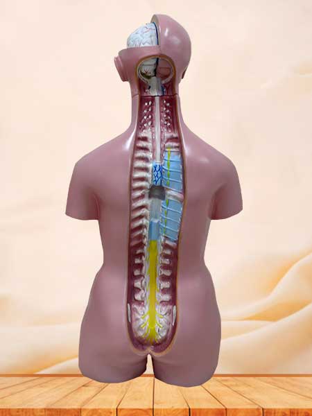 Dual-sex human torso model with head