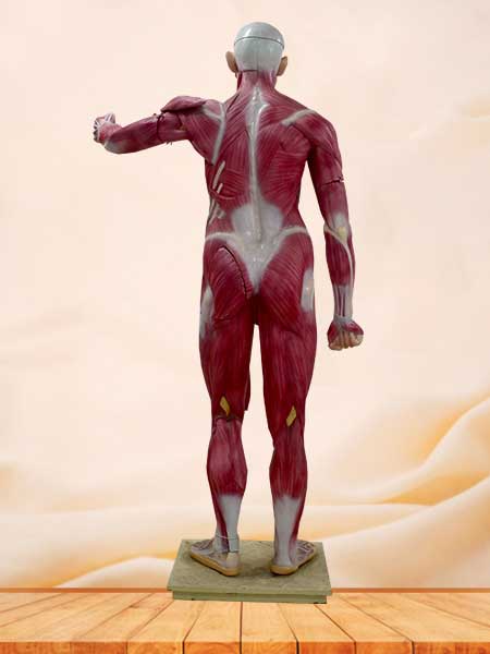 Human muscle anatomy model