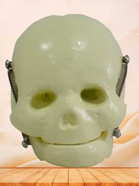 Newborn infant skull model