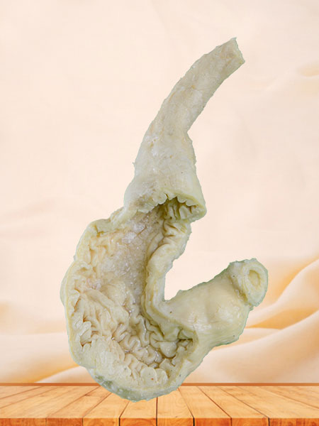 Kidney mucosa of dog plastinated specimen