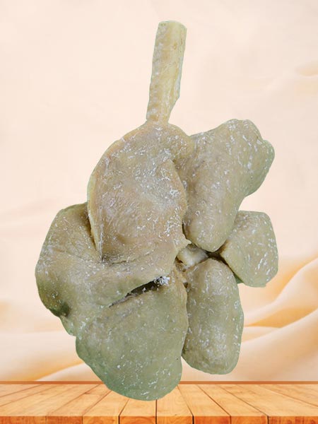 Lung of sheep plastinated specimen