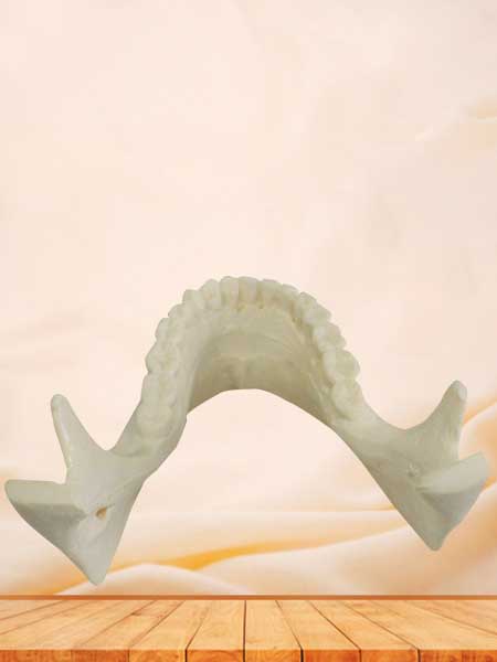 Human mandible bone model