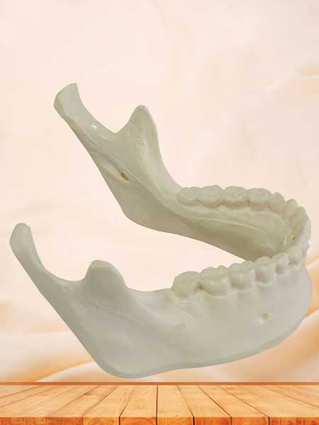 Human mandible bone model