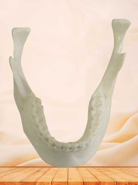 Human mandible bone model