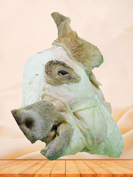 Median sagittal section of pig head plastinated specimen