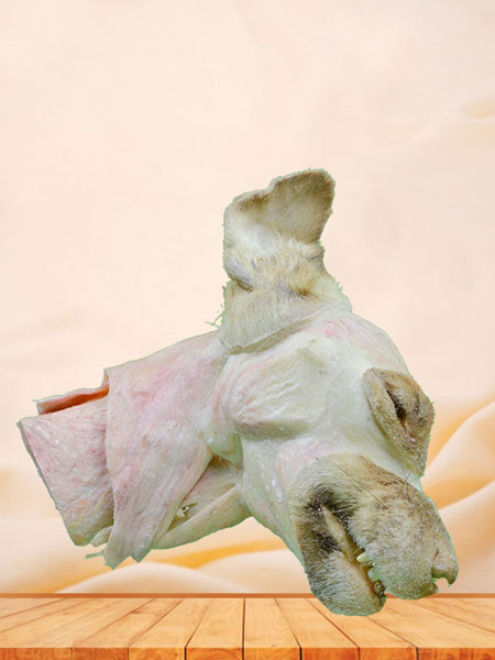 Median sagittal section of dog head and neck plastinated specimen