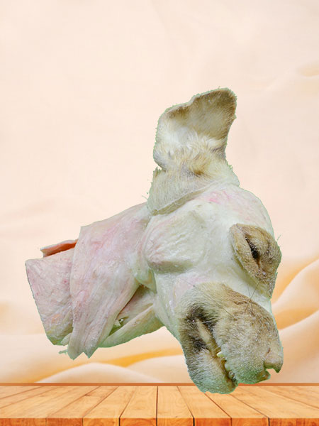 Median sagittal section of dog head and neck plastinated specimen