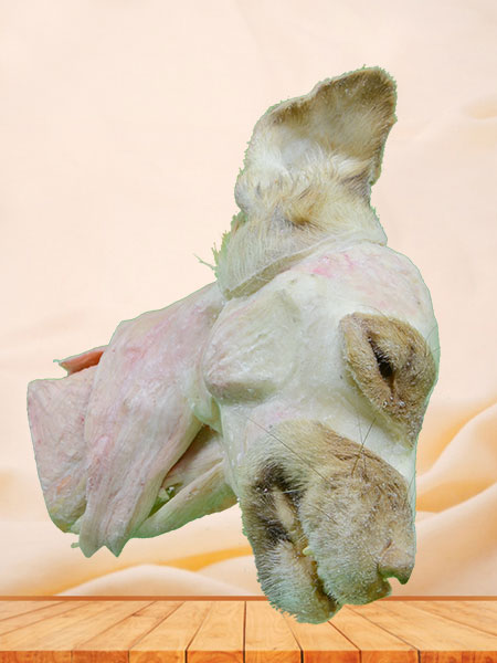 Median sagittal section of dog head and neck plastinated specimen