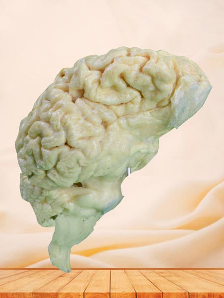 Brain of sheep plastinated specimen