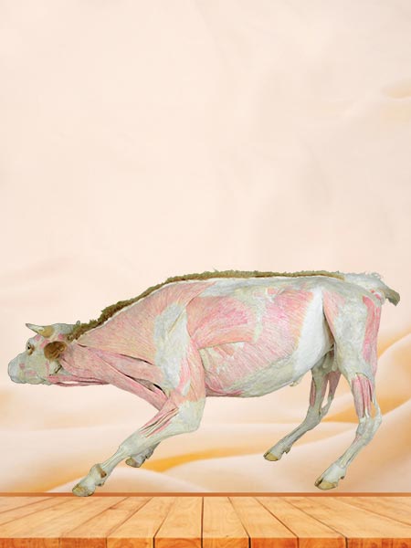 Cow plastinated specimen