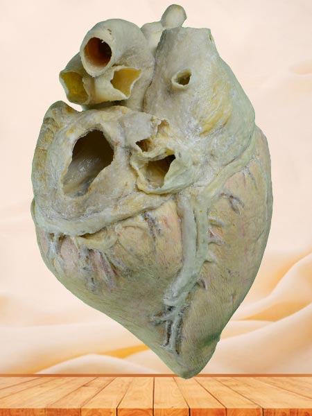 Heart blood vessel of cow plastinated specimen