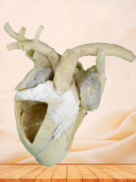 Heart cavity of cow plastinated specimen