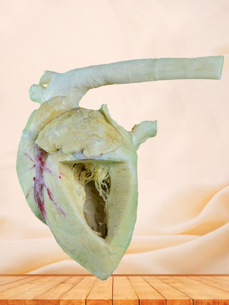 Heart cavity of pig plastinated specimen