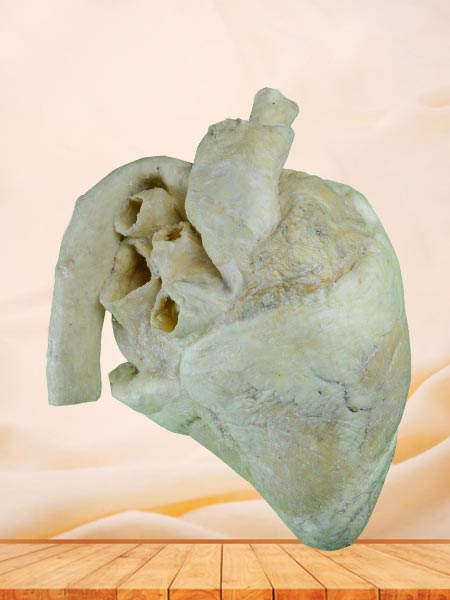 Heart of cow plastinated specimen