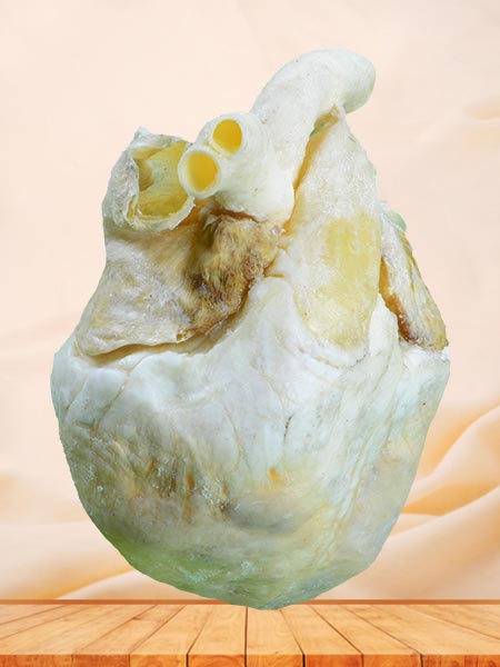 Heart of pig plastinated specimen