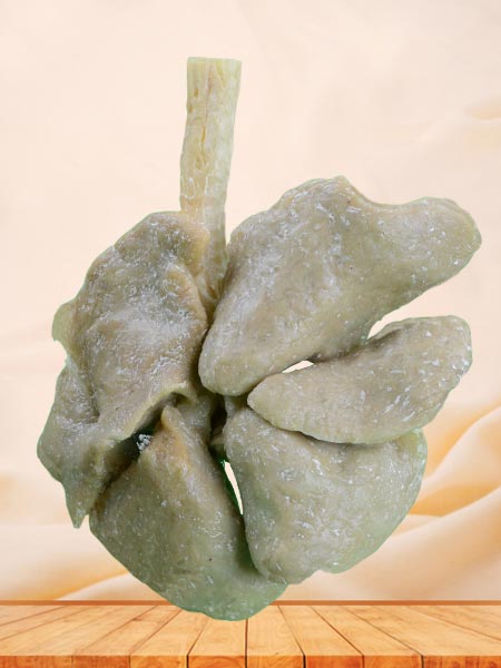 Lung of sheep plastinated specimen