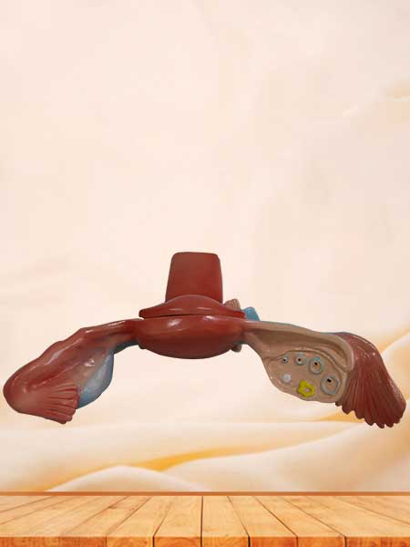 Female uterus model