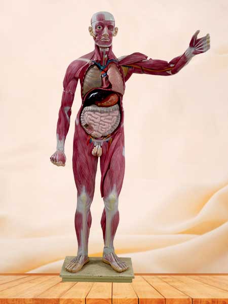 Human muscle anatomy model