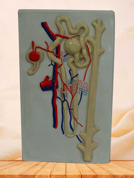 Kidney glomerulus nephron model