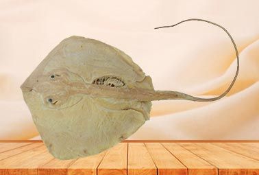 Ray plastinated specimen