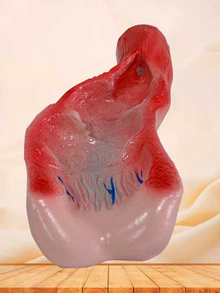 Human rectum cavity model