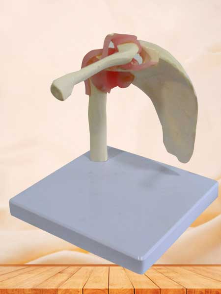 Human shoulder joint model