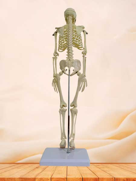 42cm human skeleton model