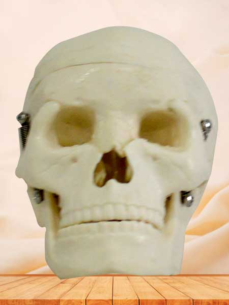 Human skull model for students