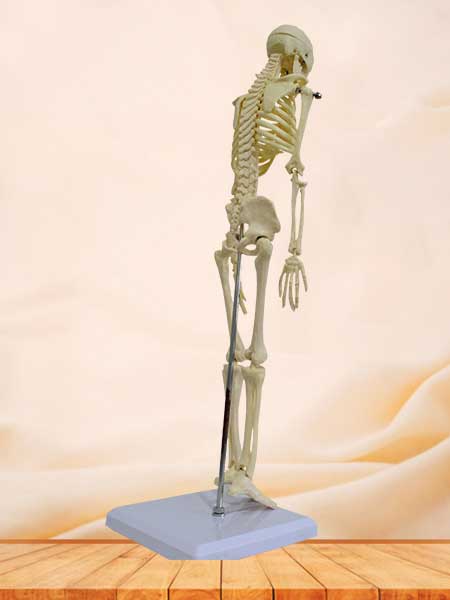 42cm human skeleton model