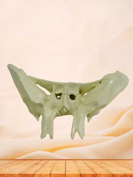 Human sphenoid bone model