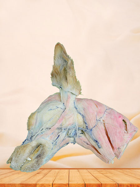 Superficial vein of dog head and neck plastinated specimen