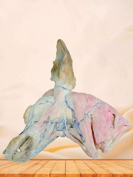 Superficial vein of dog head and neck plastinated specimen