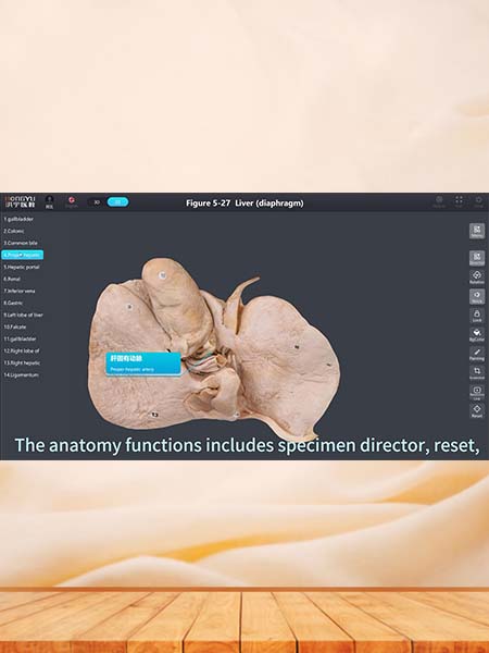 3D Digital Human Anatomy Specimen Database