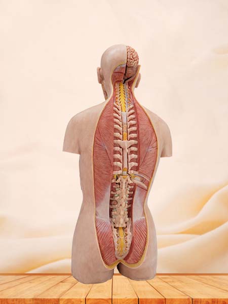 Soft Simulated 85cm Human Torso Anatomy Model