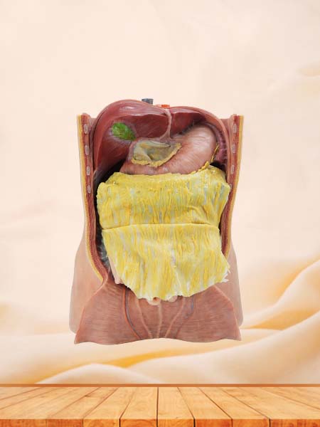 Soft Simulated Abdominal Cavity and Greater Omentum Anatomy Model