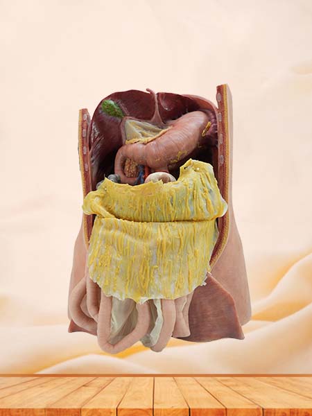 Soft Simulated Abdominal Cavity and Greater Omentum Anatomy Model