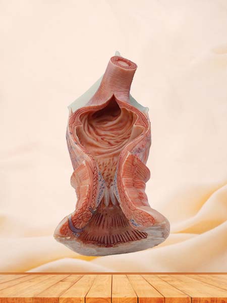 Soft Simulated Anal Canal Anatomy Model