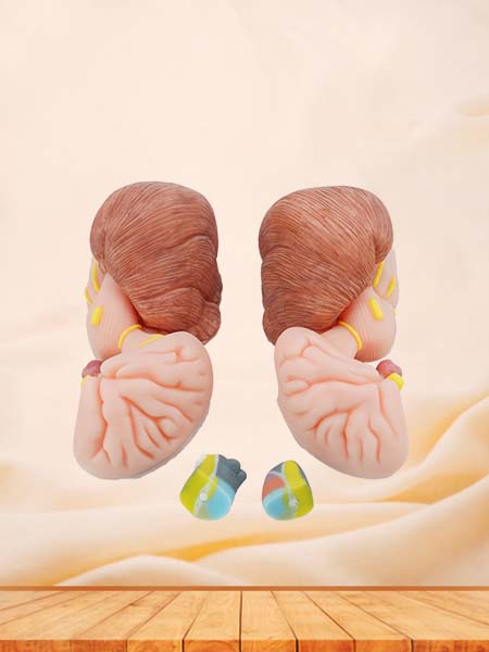 Soft Simulated Brainstem, Cerebellum and Fourth Ventricle Anaomy Model