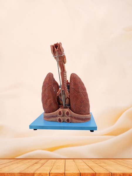 Soft Simulated Heart and Lung Respiratory System Anatomy Model